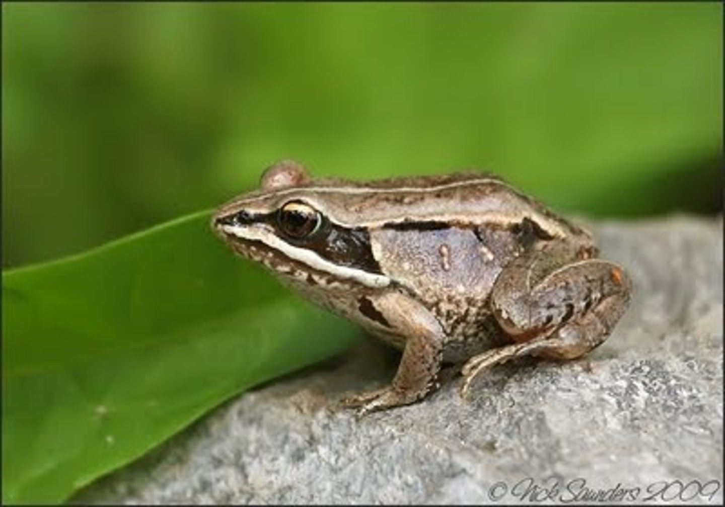 <p>Lithobates sylvaticus</p>