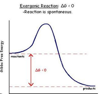 <p>Exergonic Reaction (Spontaneous)</p>