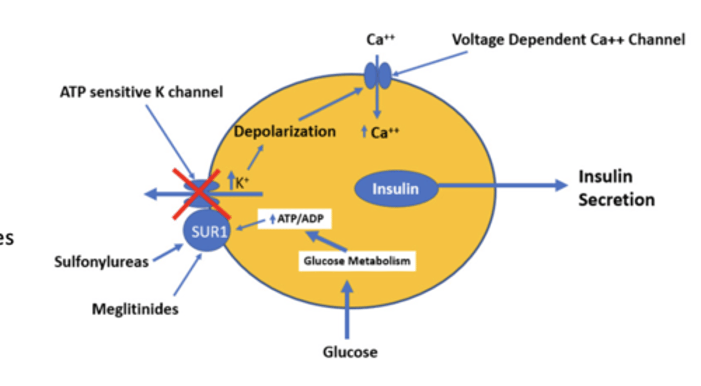 <p>MOA: bind to SUR1 (ATP-sensitive K+ channel) on β-cells = prevent K+ efflux =</p><p>β-cell depolarization = Ca2+ influx = stimulates insulin secretion</p><p>same moa as Sulfonylureas (2nd generation) glipizide, glyburide, glimepiride but it has a shorter T1/2 life to lower risk of hypoglycemia </p><p>Clinical indications: type 2 DM</p><p>Adverse effects: hypoglycemia, weight gain, upper respiratory tract infection</p><p>PRO: Although meglitinides have the same MOA as sulfonylureas, they have a reduced risk of hypoglycemia as they have a shorter half-life.</p><p>CON: Frequent dosing (three times/day prior to meals)</p>
