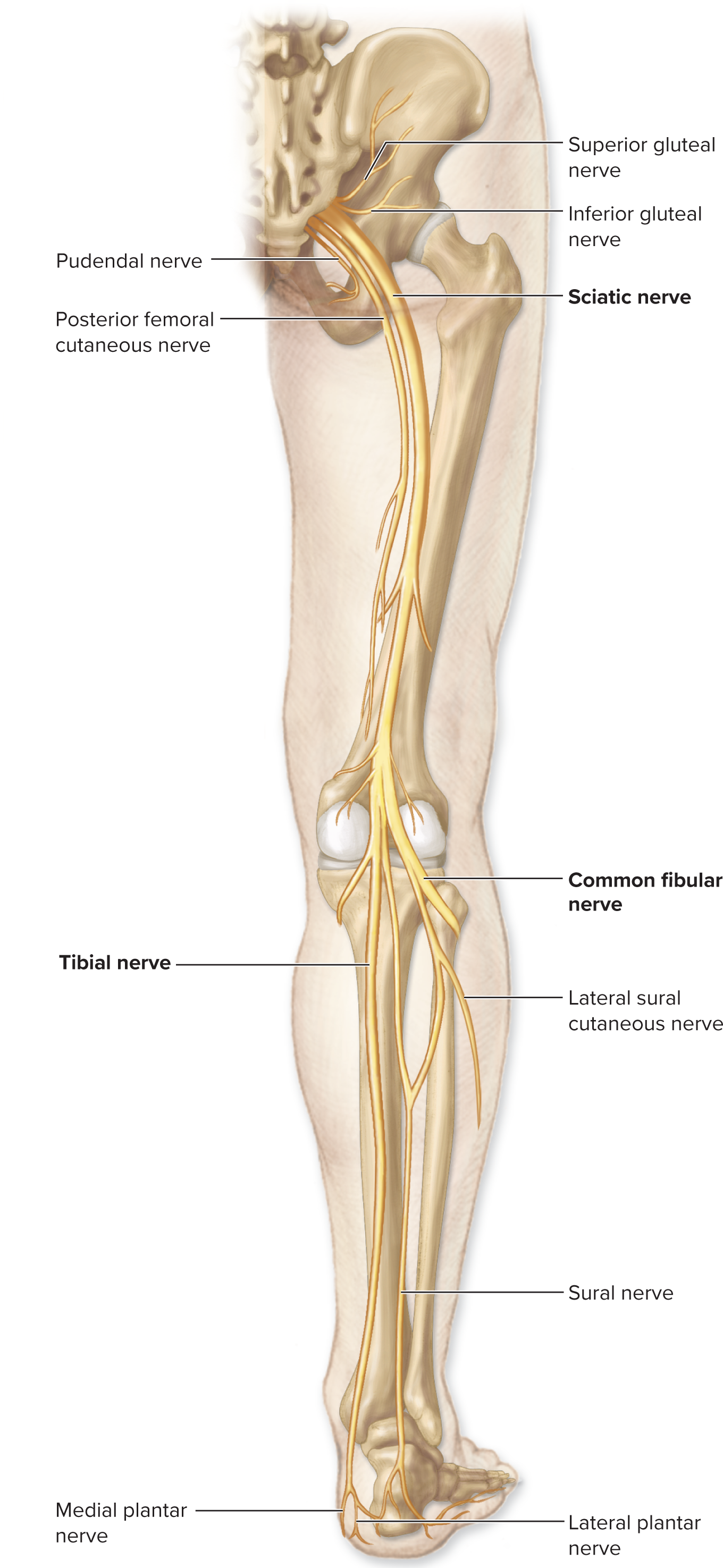 <p>Sacral Plexus (L4–S4)</p>