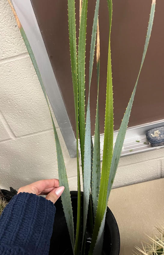 <ul><li><p>as it grows it will TWIRL</p></li><li><p>spines grow upward</p><ul><li><p>will cut</p></li></ul></li><li><p>flowers straight up</p><ul><li><p>panicle growth straight up</p></li></ul></li><li><p>basal rosette growth</p><ul><li><p>blue or green growth</p></li><li><p>blue is the glaucous coating</p></li></ul></li></ul><p></p>