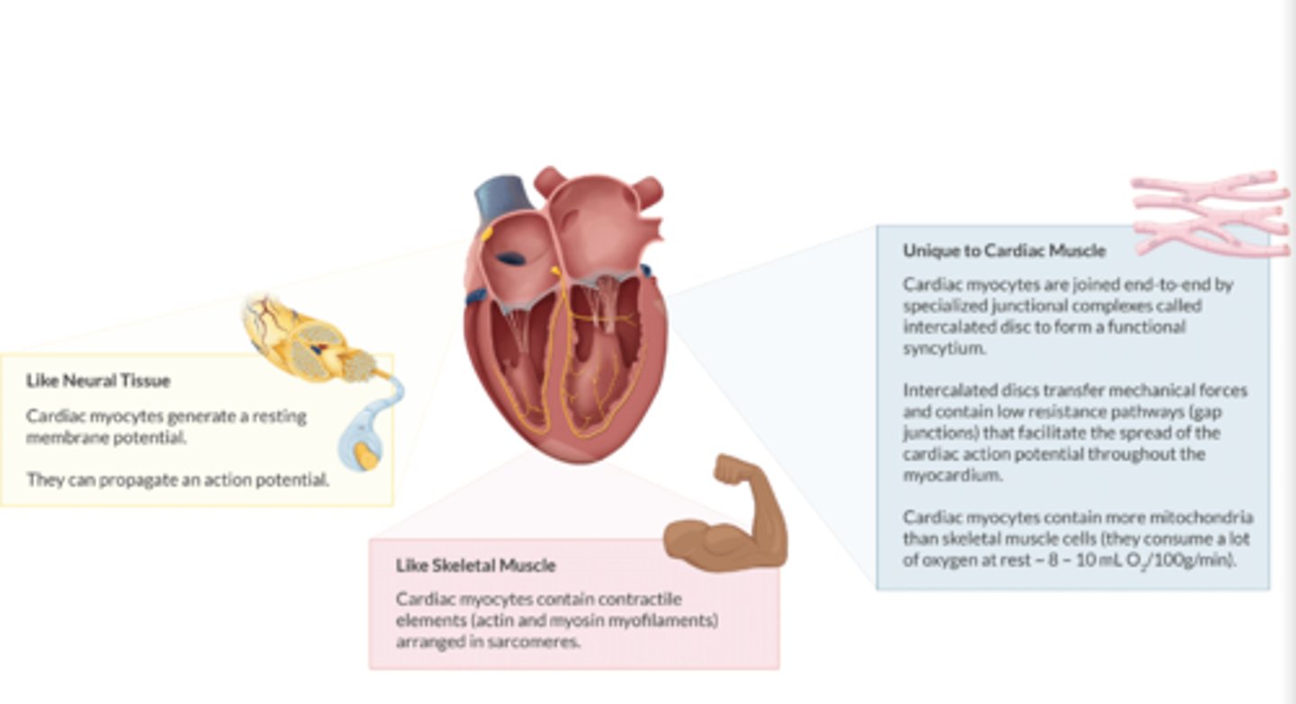 <p>1. Joined by INTERCALATED DISCS &amp; contain gap junctions to spread action potentials&nbsp;&nbsp;</p><p>2. More mitochondria than skeletal muscle cells.&nbsp;&nbsp;</p><p>3 O2 consumption at rest: 8-10 mL O2/100g/min.&nbsp;&nbsp;</p>