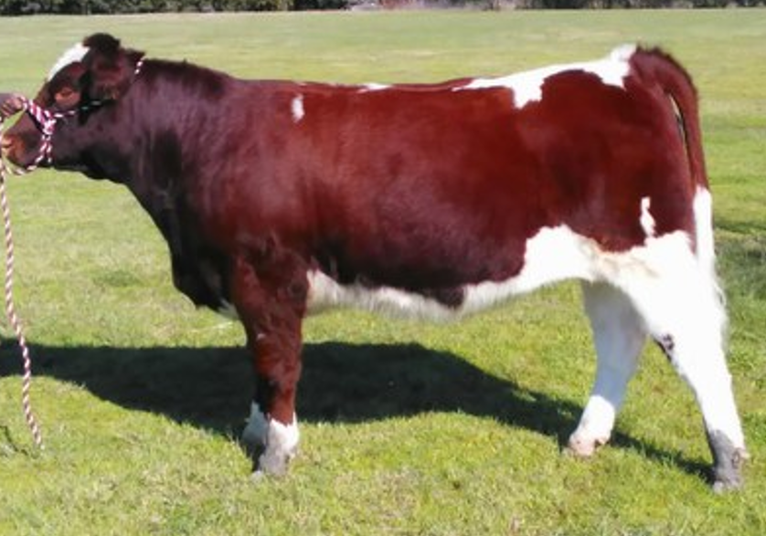 <ul><li><p>Originated in <strong>France</strong></p></li><li><p>Typically <strong>dark red </strong>but black was bred into the mix</p><ul><li><p>White can be bred off but its very difficult</p></li></ul></li><li><p><strong>Fast-growing with lean carcass</strong></p></li><li><p><strong>Poor udders and low fertility</strong></p></li></ul><p></p>