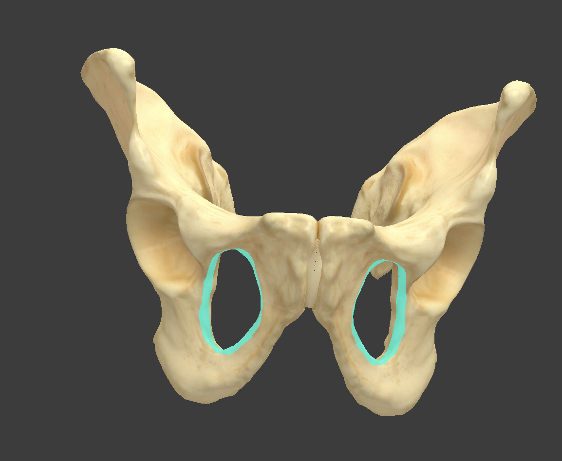 <p>Name and bone</p>