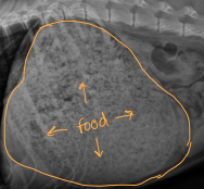 <ul><li><p><span style="background-color: transparent;"><strong><span>Gastrointestinal Bleeding</span></strong></span></p><ul><li><p><span style="background-color: transparent;"><strong><span>Et: </span></strong><span>Sepsis, Ulcers</span></span></p></li><li><p><span style="background-color: transparent;"><strong><span>Cs:</span></strong><span> </span></span><span style="background-color: transparent; color: green;"><strong><u><span>Hematemesis, melena</span></u></strong><u><span>, pale MM, anemia,</span></u></span><span style="background-color: transparent;"><u><span> iron deficiency(chronic) : (</span></u><em><u><span>acid makes blood brow</span></u></em><u><span>n)</span></u></span></p><ul><li><p><span style="background-color: transparent;"><strong><span>Sepsis/DIC: </span></strong><span>petechiae, fever, </span><strong><u><span>systemic illness</span></u></strong><u><span>,</span></u><span> abnormal coagulation tests</span></span></p></li><li><p><span style="background-color: transparent;"><strong><span>Ulcer: </span><u><span>localized GI signs</span></u></strong><span>, normal coagulation, anemia</span></span></p></li></ul></li><li><p><span style="background-color: transparent;"><strong><span>Dt: </span></strong><span>Rads, Contrast GI studies, Fluoroscopy, US</span></span></p></li></ul></li><li><p><span style="background-color: transparent;"><strong><span>Delayed Gastric Emptying</span></strong></span></p><ul><li><p><span style="background-color: transparent;"><strong><span>Et: </span></strong><span>Outflow obx, opioids, anesthetics, </span><u><span>Post-surgical vagal nerve damage,</span></u><span> Parvo</span></span></p></li><li><p><span style="background-color: transparent;"><strong><span>Cs:</span></strong><span> </span></span><span style="background-color: transparent; color: green;"><strong><span>Food in vomitus >10h post eating</span></strong><span>, projectile vomiting, </span><strong><span>bloating after eating, burping</span></strong><span>, metabolic alkalosis (acid loss from body)</span></span></p></li><li><p><span style="background-color: transparent;"><strong><span>Dt: </span></strong><span>Normal Rads(chest/abd.), Contrast GI studies(thickening), Fluoroscopy(funct. dysphagia), US(mass/hernia)</span></span></p><ul><li><p><span style="background-color: transparent;"><span>Exclude mechanical obx by imaging and endoscopy</span></span></p></li></ul></li></ul></li></ul><p></p>