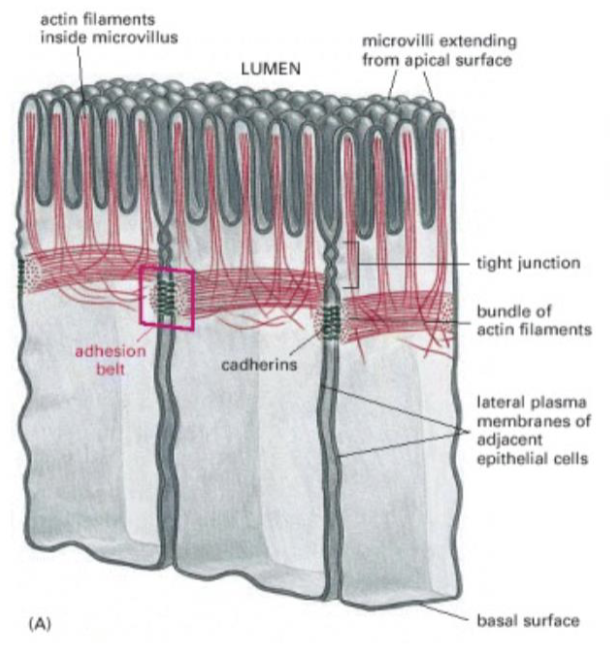 <p>Adherens junctions</p>