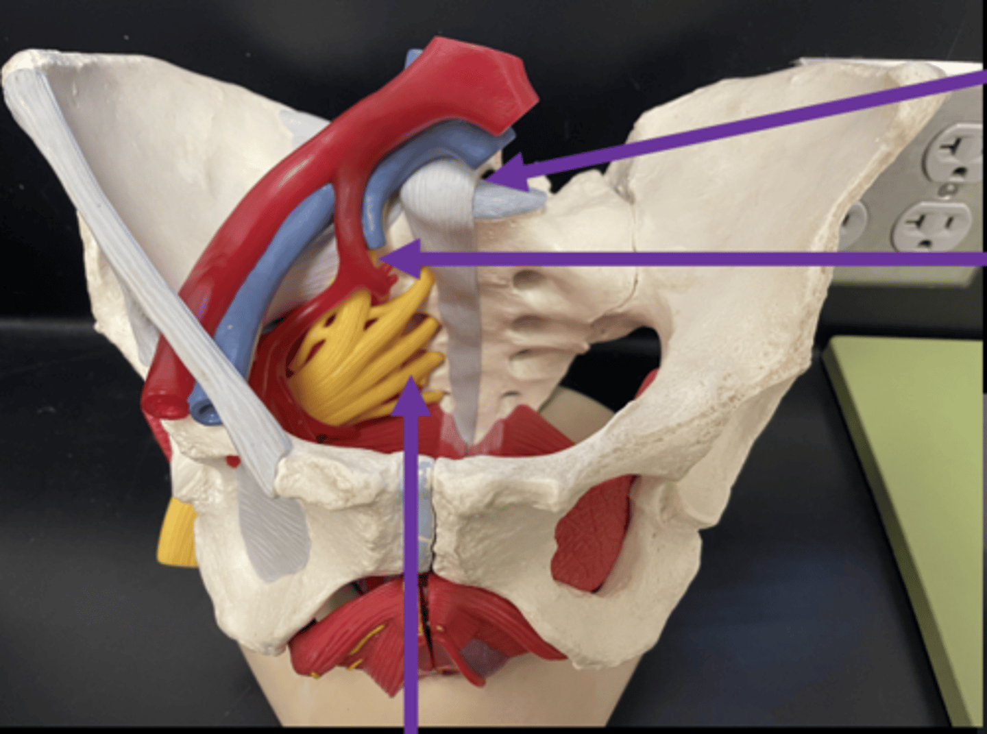 <p>formed L4 - S4; consists of sciatic nerve</p>