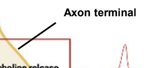 <p><strong>Axon terminal</strong></p>