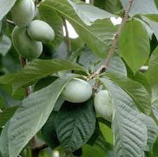 <p>Pawpaw</p>