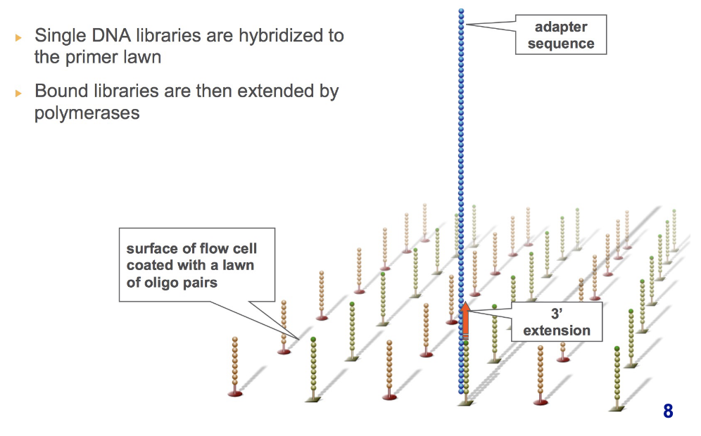 <p>single DNA libraries are <strong>hybridized</strong> to the primer lawn and <strong>bound libraries</strong> are then <strong>extended by polymerases</strong></p>
