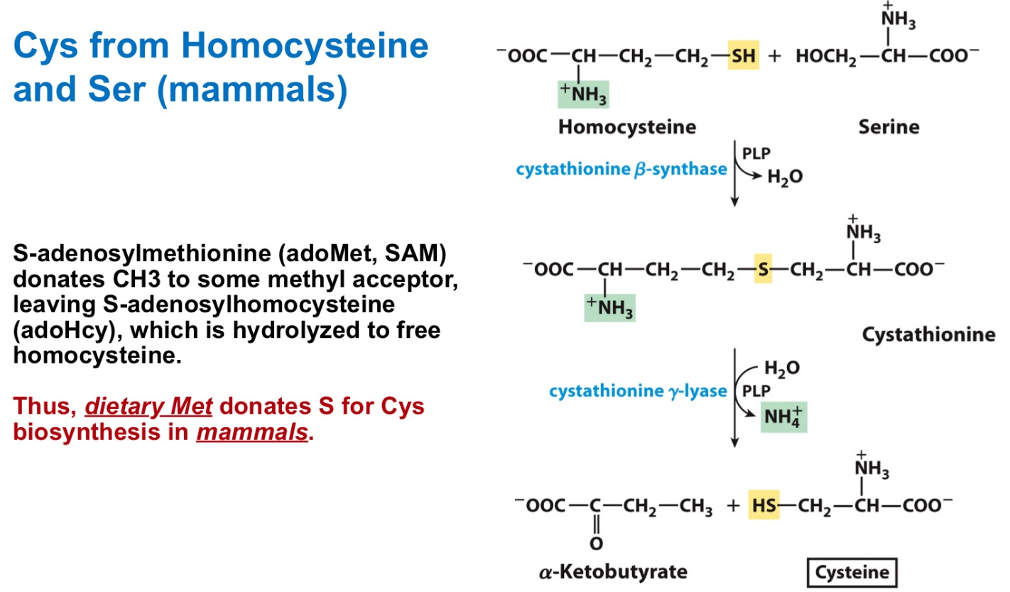 <p>Cysteine derives from _ + _</p>