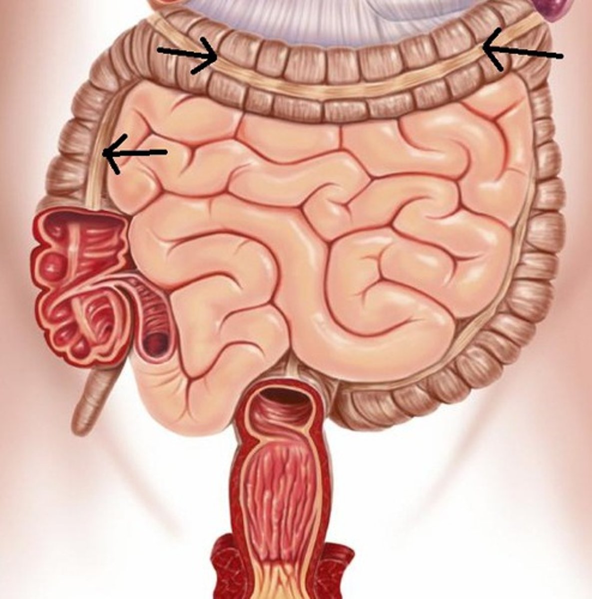knowt flashcard image