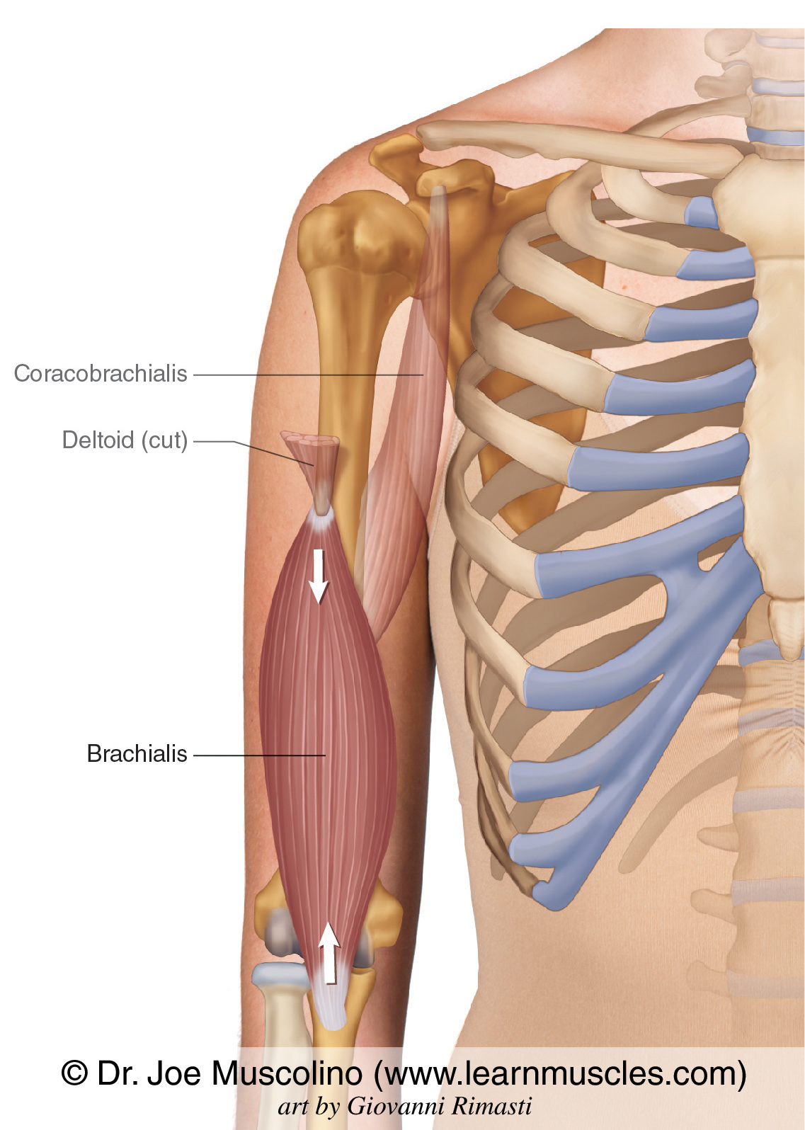 <p>arm (upper portion of the upper limb)</p>