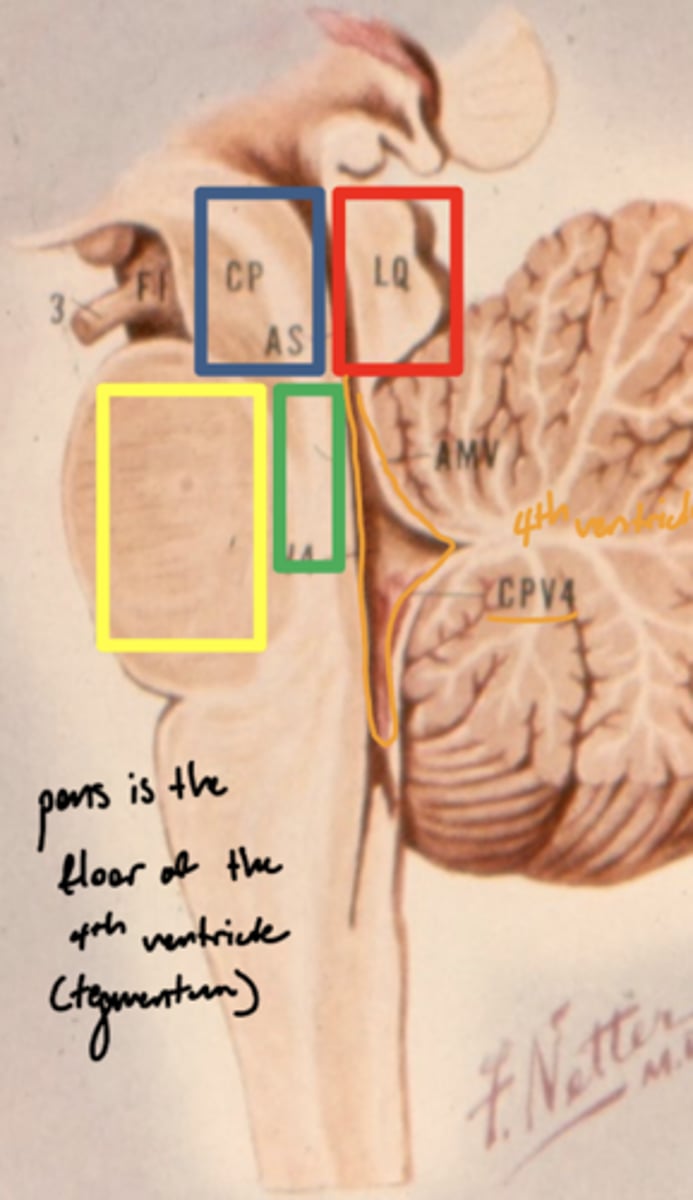 <p>tegmentum pons</p><p>image -- green</p>