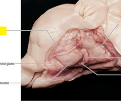 <p>What is the arrow pointing to? What’s it function? </p>