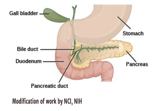 <ul><li><p>Pancreas regulates blood sugar levels</p></li><li><p>When blood sugar is high: Releases insulin</p></li><li><p>When blood sugar is low: Releases glucagon</p></li></ul>