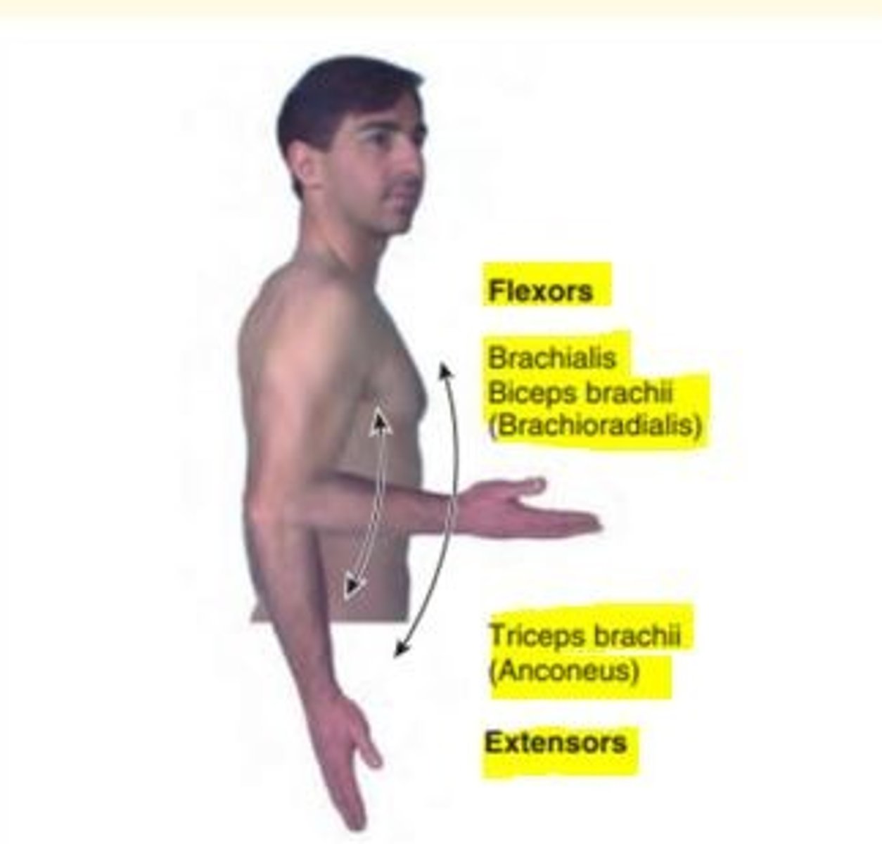 <p>Flexion and extension </p><p>CHIEF FLEXORS</p><p>- Brachialis</p><p>- Biceps brachii</p><p>MAIN EXTENSORS</p><p>- Triceps brachii</p><p>- Anconeus </p>