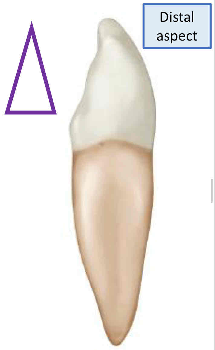 <p>what is the geometric shape of the mesial and distal view of the man. right canine?</p>