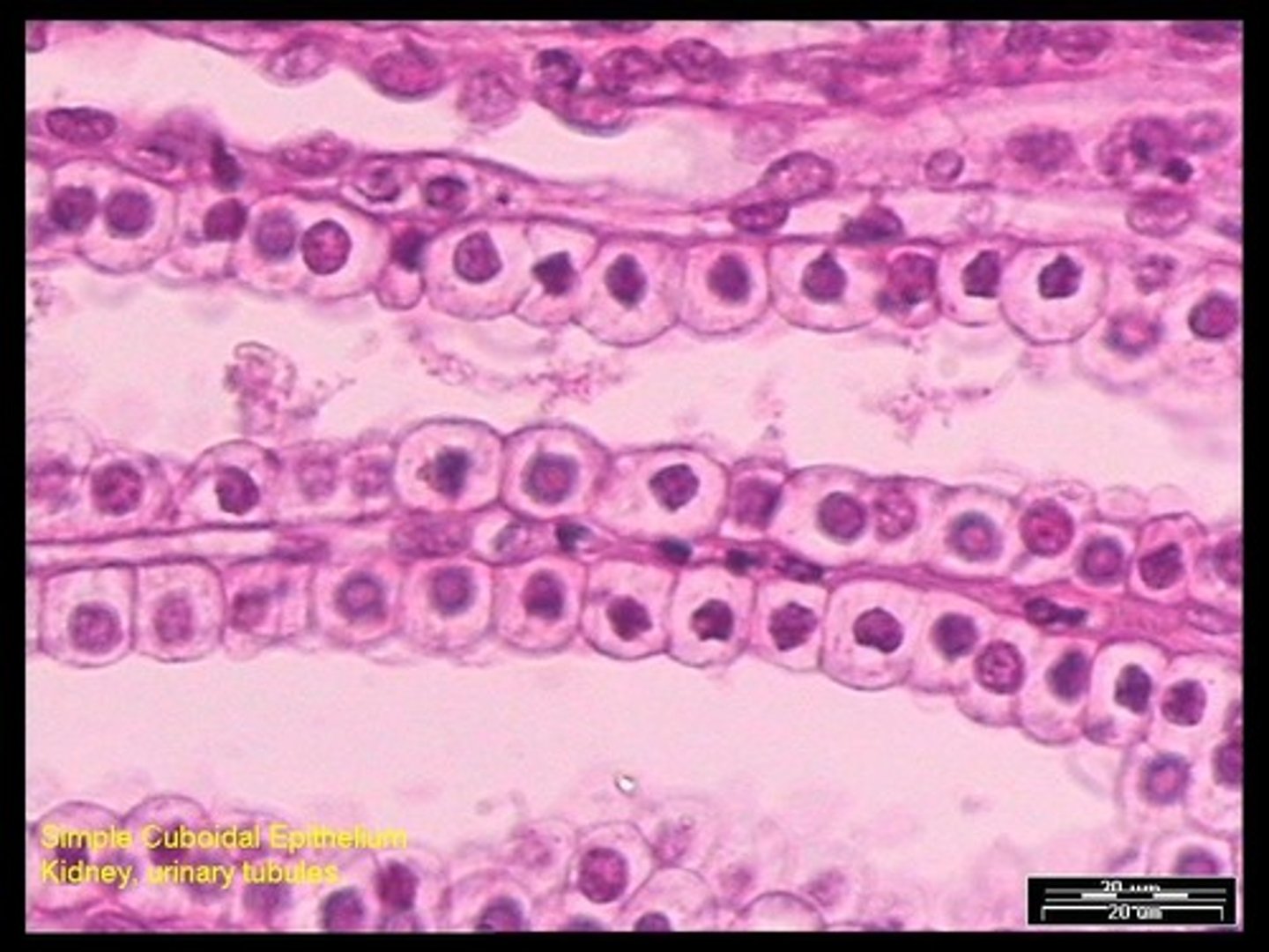 <p>A type of epithelium consisting of a single layer of cube-shaped cells.</p>