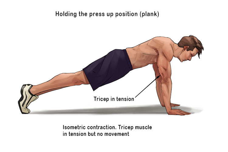 <p>The tension produced never exceeds resistance.</p><p>The muscle as a whole does not shorten but individual muscle fibers shorten until internal connective tissues and tendons are taut (<span>stretched or pulled tight).&nbsp;</span></p><p><span>Cannot shorten further because tension does not exceed resistance.</span></p><p><span>What kind of contraction am I describing?</span></p>