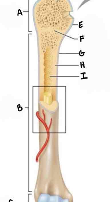 <p>Lecture FRQ: what part of the long bone is labeled F?</p>