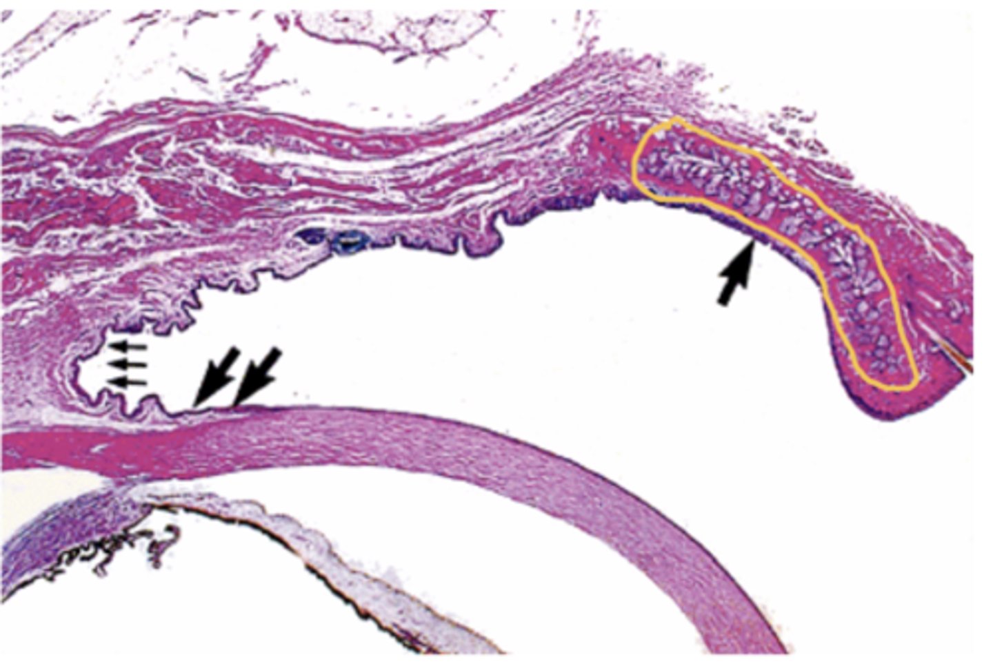 <p>Identify the structure</p>