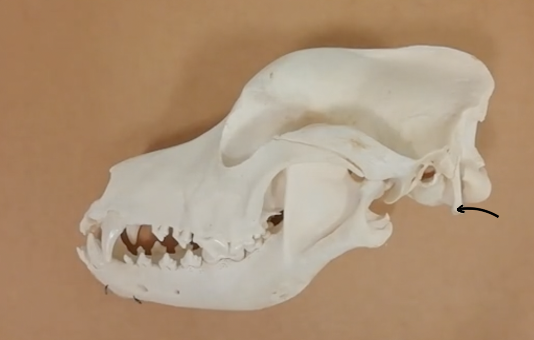 <p>Identify the labelled structure of this canine skull</p>