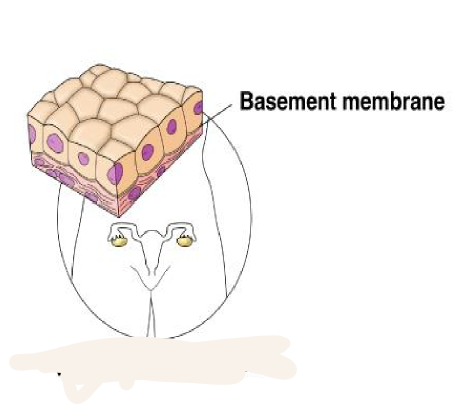 <p>single layer of cube shaped cells</p>