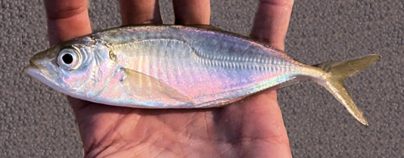 <p>greatly enlarged scutes along the entire lateral line</p><p>pale to dark blue to bluish green dorsally to white below</p><p>caudal is colorless and dusky on margins</p><p>black spot on opercular margin</p><p></p>