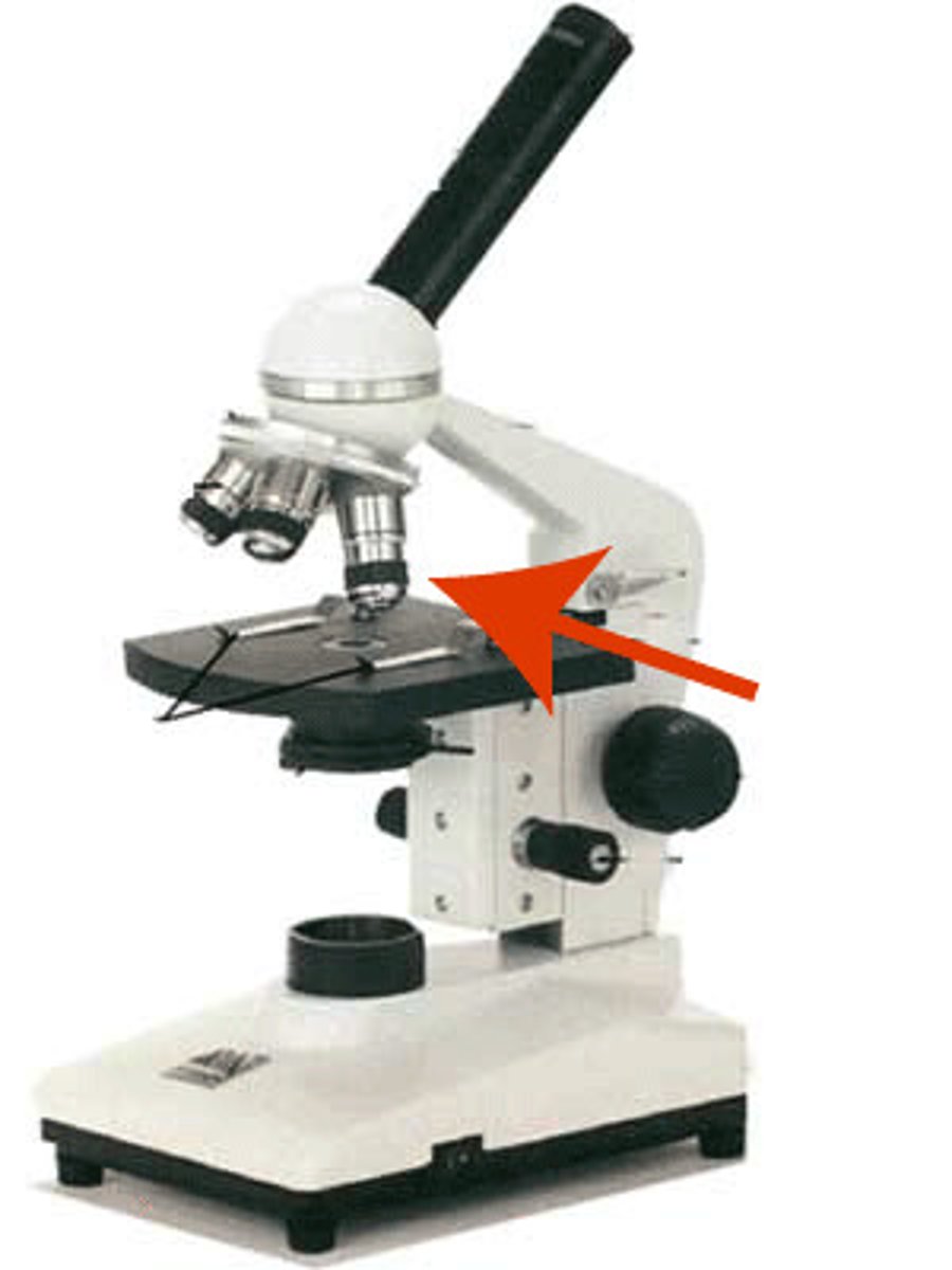 <p>(blue) magnifies about 40X found on the nosepiece</p>