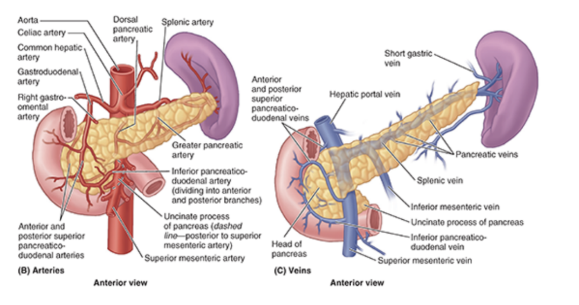 <ul><li><p>Arterial supply —</p><ul><li><p>Derived mainly from branches of markedly tortuous splenic artery — multiple pancreatic arteries form several arcades with pancreatic branches of gastroduodenal &amp; superior mesenteric arteries</p></li><li><p>As many as 10 branches may pass from splenic artery to body &amp; tail of pancreas</p></li><li><p>The anterior &amp; posterior superior pancreaticoduodenal arteries, branches of gastroduodenal artery, and anterior &amp; posterior inferior pancreaticoduodenal arteries — branches of SMA — form anteriorly &amp; posteriorly placed arcades that supply the pancreatic head</p></li><li><p>(basically sup. post &amp; ant pancreaditocuodenal from gastroduodenal &amp; inf version from SMA, then 10 branches from splenic</p></li></ul></li><li><p>Venous drainage —</p><ul><li><p>Via corresponding pancreatic veins, going to splenic &amp; superior mesenteric parts of the hepatic portal vein</p><ul><li><p>Most empty into splenic vein</p></li></ul></li></ul></li></ul>