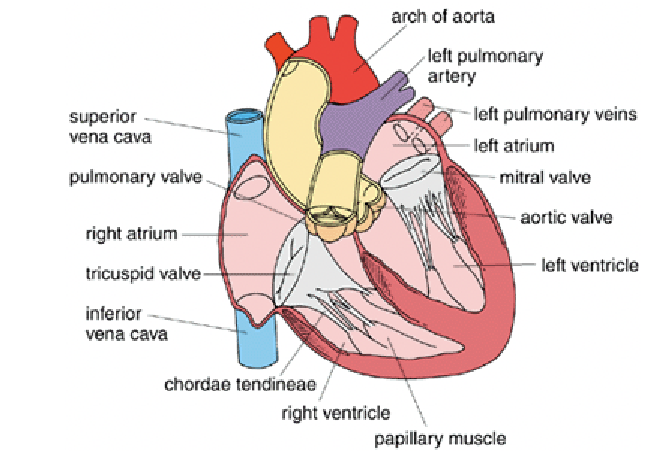 <p>Separated by a <strong>complete interatrial septum</strong> in all amniotes</p><ul><li><p>Embryos have a temporary opening: <strong>Foramen Ovale</strong></p><ul><li><p>Closes before birth/hatching</p></li><li><p>Adult remnant in mammals = <strong>Fossa Ovalis</strong></p></li></ul></li><li><p><strong>Right atrium</strong> receives <strong>deoxygenated</strong> blood</p><ul><li><p>From sinus venosus (reptiles) or</p></li><li><p>From <strong>superior/inferior vena cava</strong> (birds & mammals)</p></li></ul></li><li><p><strong>Left atrium</strong> receives <strong>oxygenated</strong> blood via <strong>pulmonary veins</strong></p></li><li><p>Mammals have atrial outpocketings called <strong>auricles</strong></p></li></ul><p></p>