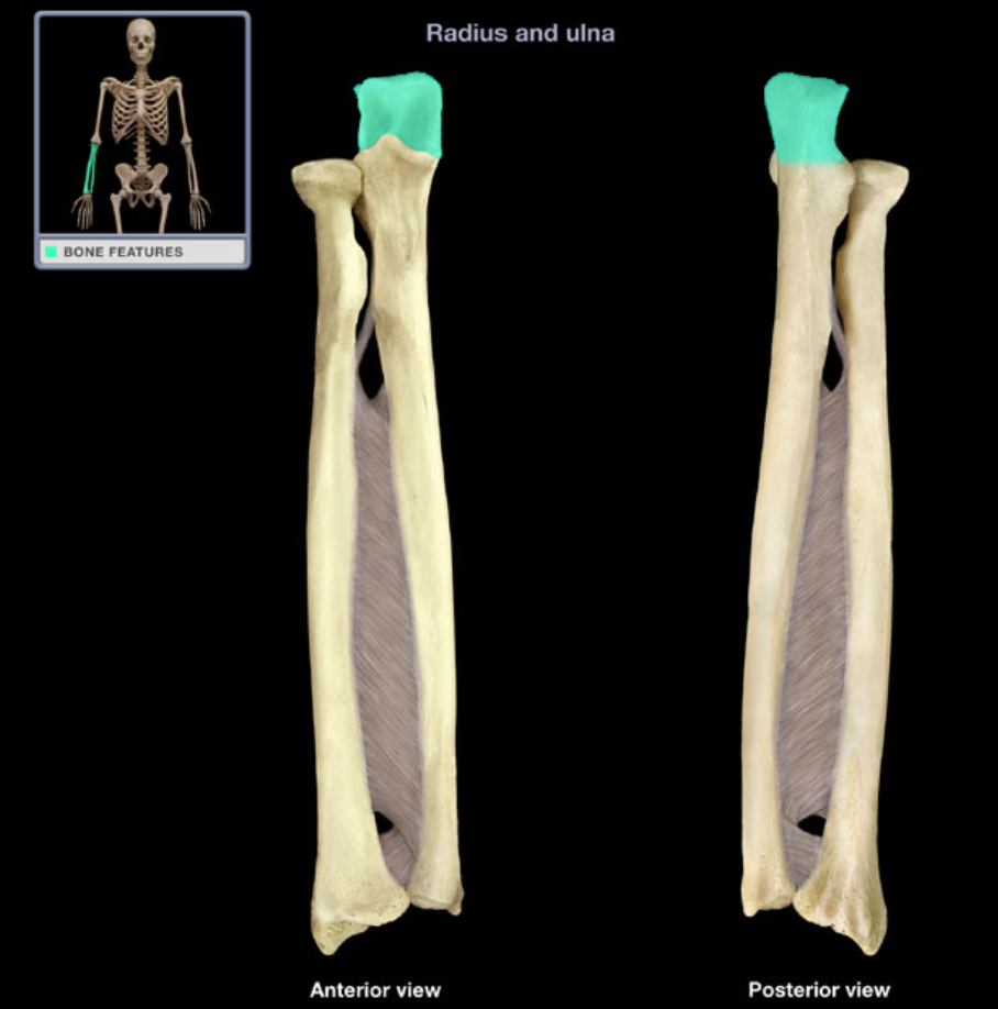 <p>Provides attachment for muscle</p>