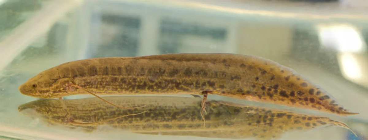 <p><span>Dipnoi (Ex: lungfish) and all more derived</span></p>