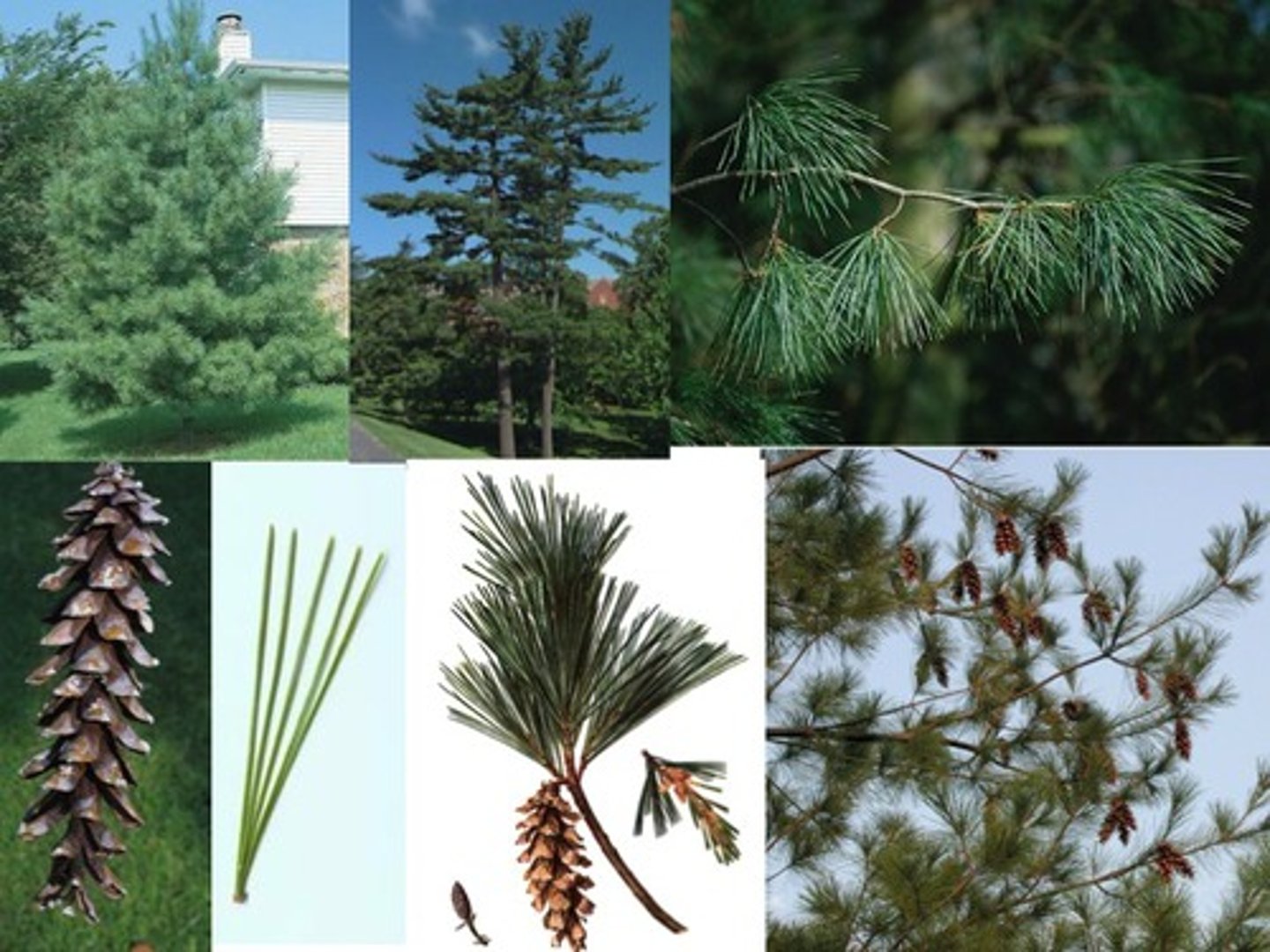 <p>Pinaceae Pinus strobus</p>