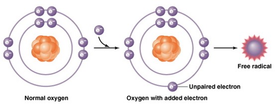 <p>In most exchange reactions, oxidation is immediately followed by reduction making newly stabilized atoms.  In rare cases, an electron on the outmost shell will remain unpaired.  This creates a highly unstable atom called a free radical.</p>