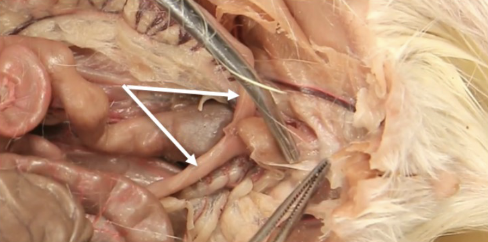 <p>What is this?</p>