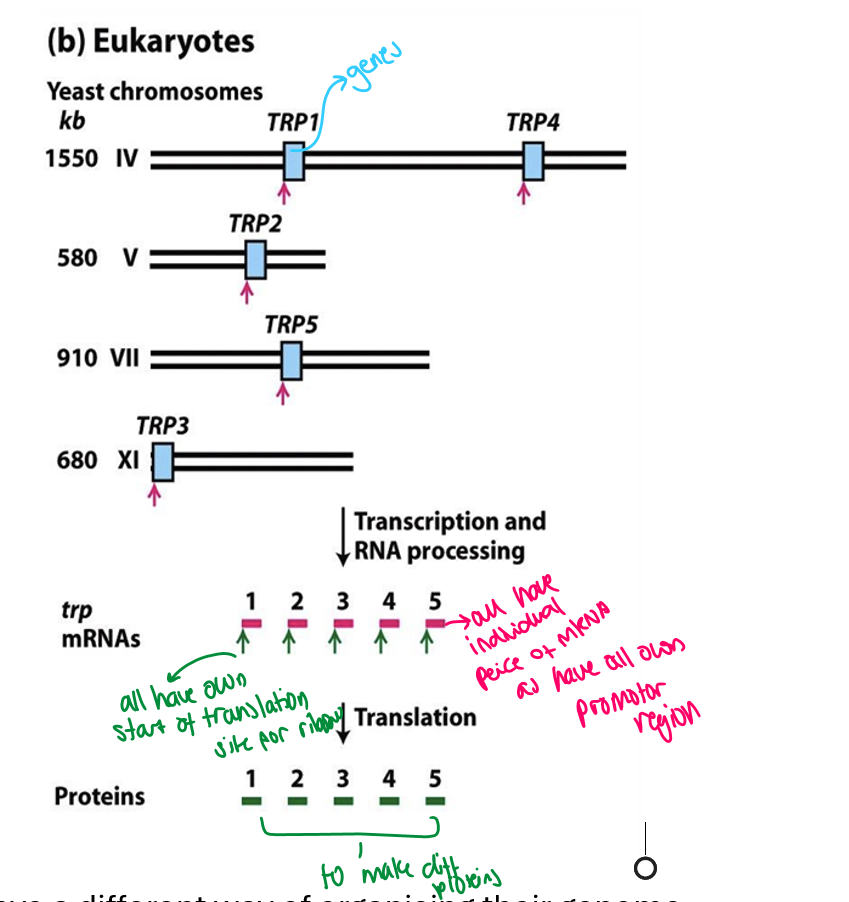 <ul><li><p>each gene has its own promoter region </p></li><li><p>this is called <span style="font-family: Aptos, sans-serif">monocistronic gene organisation</span></p></li><li><p><span style="font-family: Aptos, sans-serif">so each gene has its own mRNA sequence and its start site for translation </span></p></li><li><p><span style="font-family: Aptos, sans-serif">at the end makes proteins </span></p></li></ul><p></p>