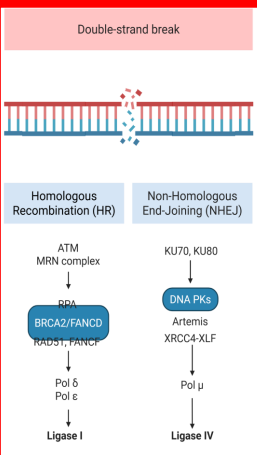 <p>Homologous recombination </p><p>(double strand break)</p>