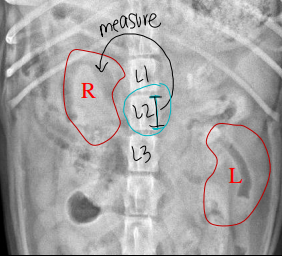 <ul><li><p><strong>Dog: 2.5 – 4 x L2</strong></p></li><li><p><strong>Cat: 2.5 – 3.5 x L2</strong></p></li><li><p>Kidney <strong>bean</strong> shape</p></li><li><p>Retroperitoneal: not free floating on abdomen </p></li><li><p><u>left is easiest to fine</u></p><ul><li><p>Right: more cranial </p></li></ul></li><li><p><strong>Hypoechoic to anechoic medulla</strong></p></li></ul><p></p>