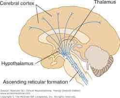 <p>location: network of nerves all throughout the brain</p><p>function: regulates body arousal and attention to different activities (secretary for brain activity)</p>