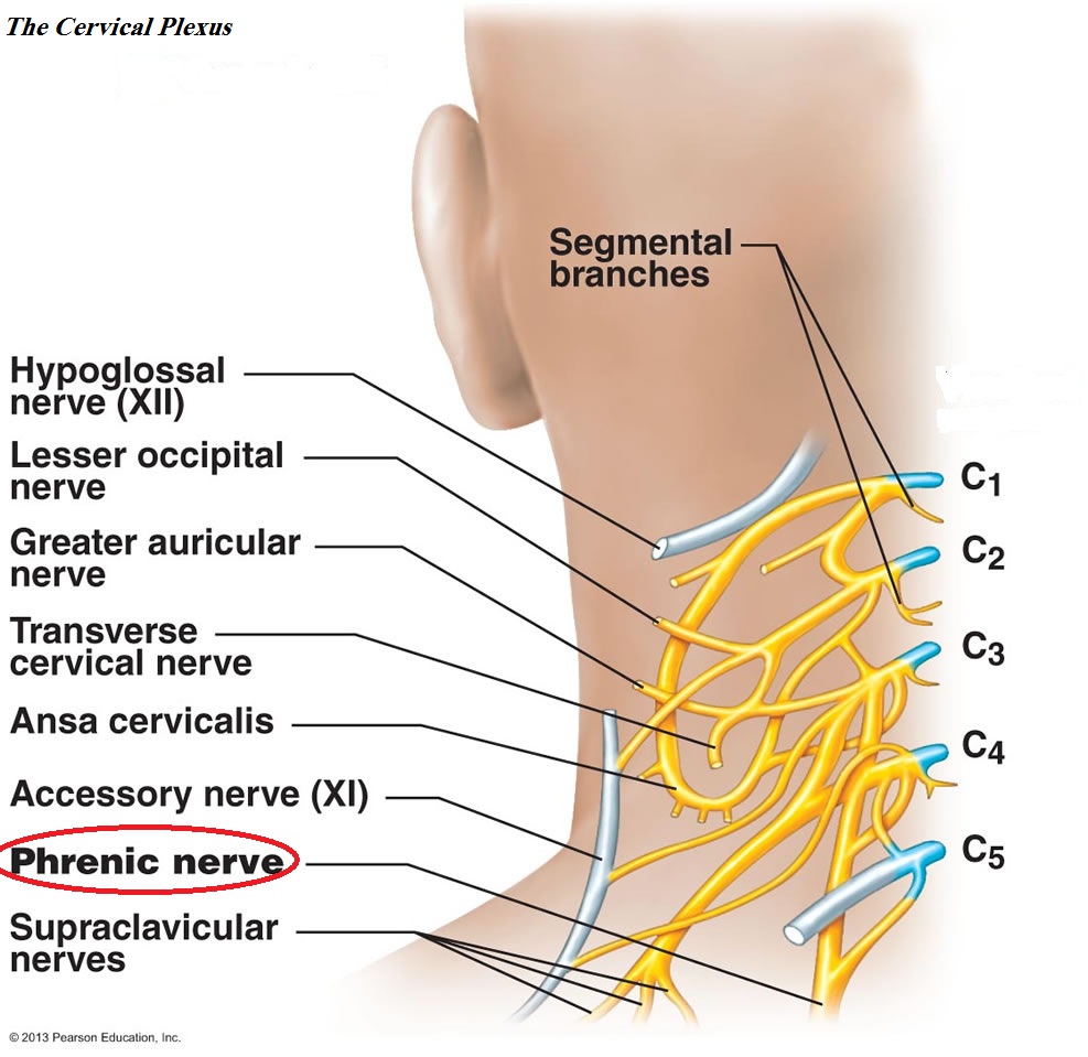 nerves in head and neck