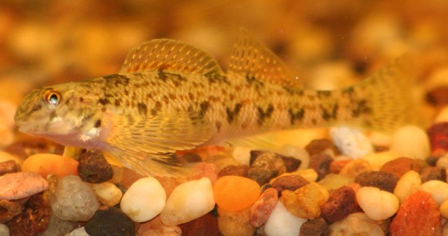 <p>Greenside Darter; greenish fish with V/W-shaped bars on sides and 12–14 dorsal spines.</p>
