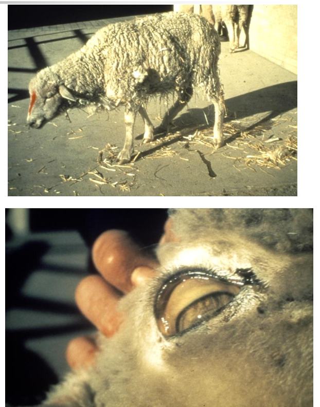 <p><strong>abrupt onset but sporadic occurrence</strong> in groups<br>weakness, abdominal pain, off feed, grinding teeth, lethargy, icterus, brown/red urine, nonspecific production losses prior to onset of severe signs </p>