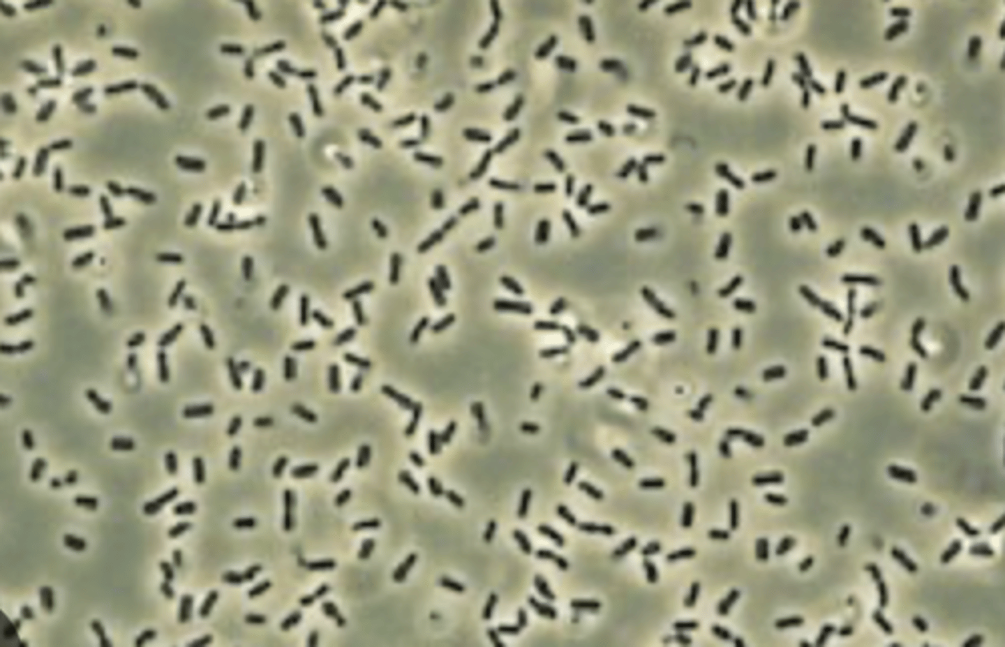 <p>Identify the bacteria's shape.</p>