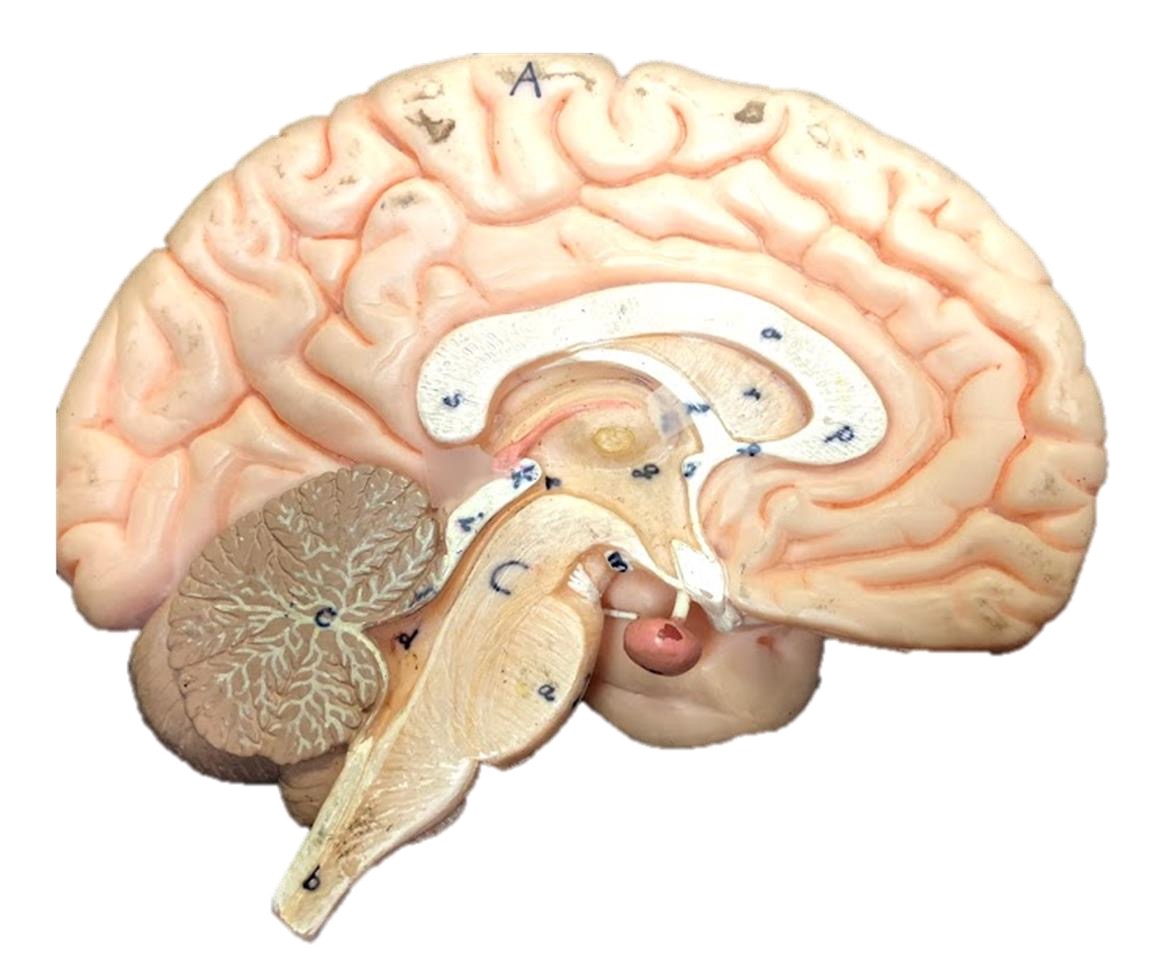 <p>Pineal gland</p>