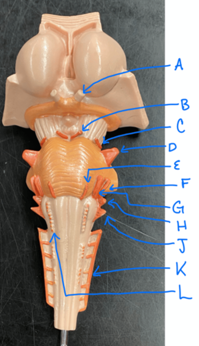 <p>optic (II)</p><p>fxn: vision (S)</p>