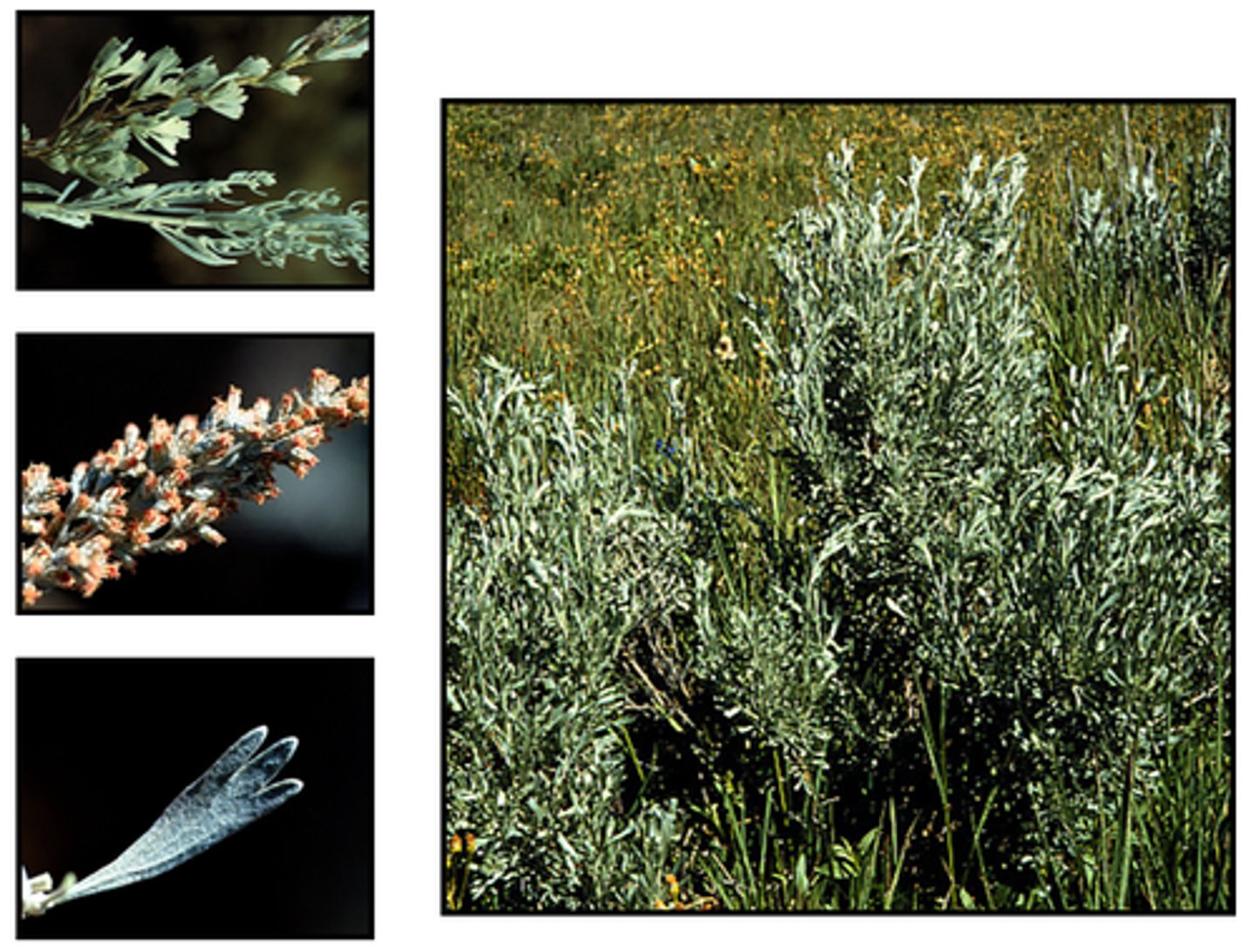 <p>dryland shrub</p><p>Leaves: simple, lobed, hairy, aromatic</p><p>Flower: all disk, very small and non-showy</p>