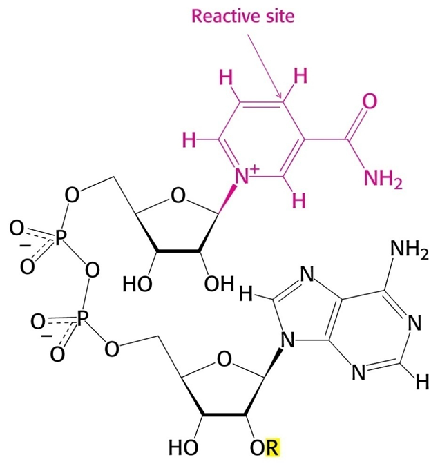 <p>(Nicotinamide Adenine Dinucleotide) and (Nicotinamide Adenine Dinucleotide Phosphate)</p>