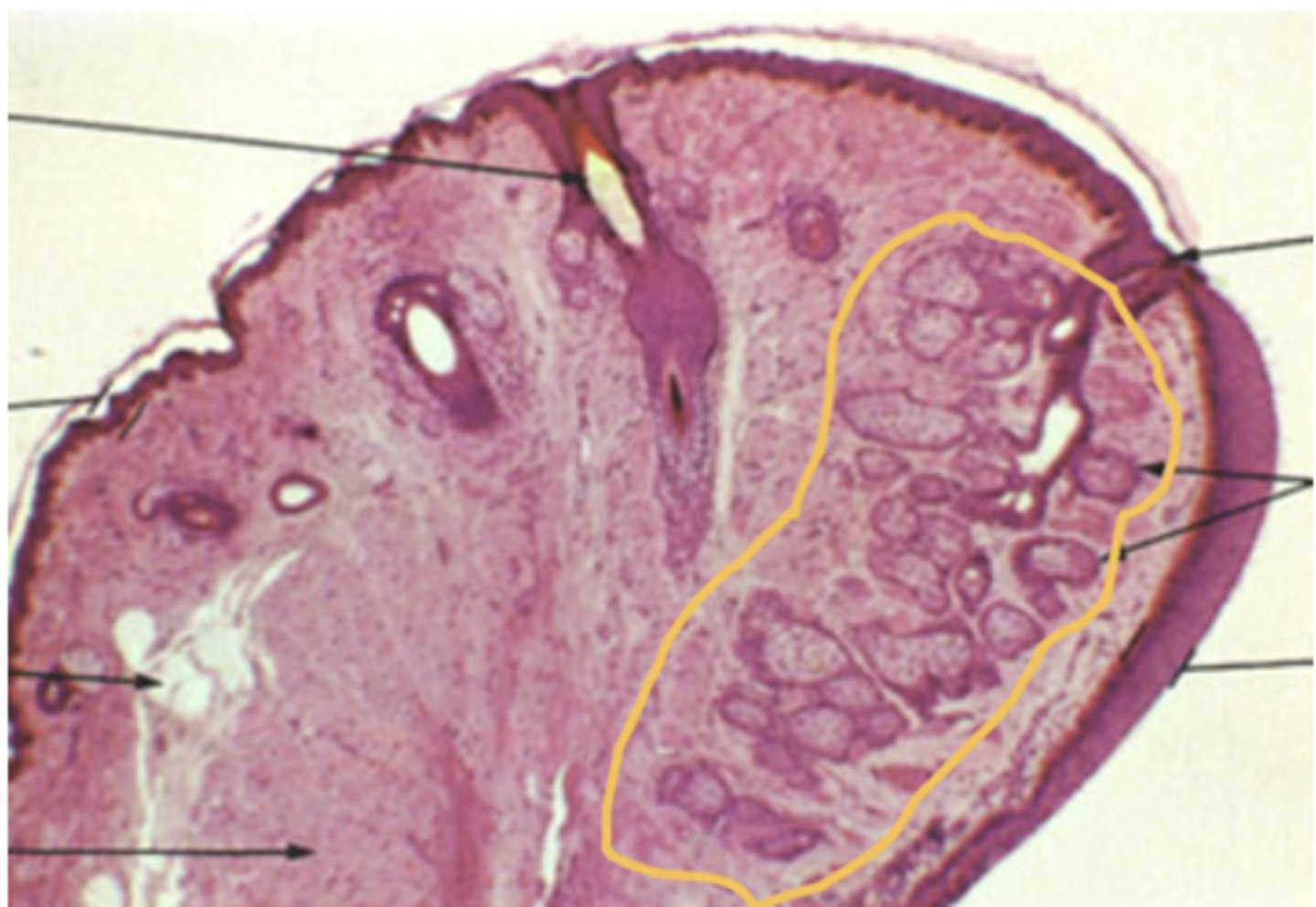<p>Identify the structure</p>